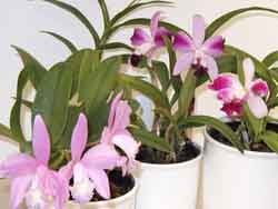 Orchids How To: How to repot a Cattleya orchid in bark and