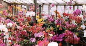 toomanyorchids.jpg