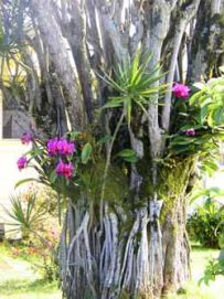 orchids-on-tree01.jpg